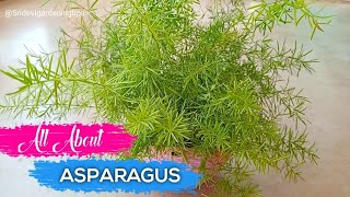 All About Asparagus  How To Grow And Care Asparagus Fern  How To Fertilize Asparagus Fern [upl. by Tench122]