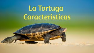 La Tortuga  Características Se protegen escondiéndose en su caparazón [upl. by Yalonda]