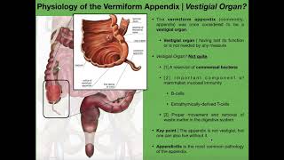 The Appendix amp Basics of Tonsils and Peyers Patches [upl. by Anahs272]