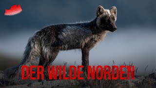 DER WILDE NORDEN Dovrefjell  Moschusochse und Polarfuchs [upl. by Avlis]