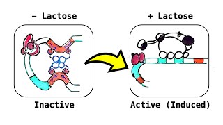 Lactose Lac Operon an inducible operon deepdive video [upl. by Anihtyc]