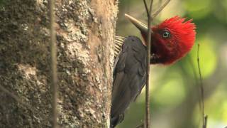 Talking with a Palebilled Woodpecker [upl. by Gaivn272]