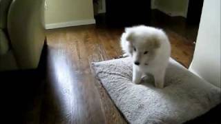 Adorable Samoyed Puppy [upl. by Fredkin]