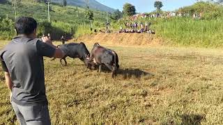 nyuj sib nraus nyob zos moos 🔥🐂ນາຍາວ5102024nyujsibnraus hmonginlaos [upl. by Gievlos]