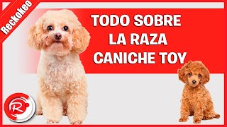 Todo sobre la raza caniche toy [upl. by Ariet142]