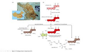 Aflatoxin B1 Cancer  Aflatoxin B1 mechanism of action  What is Hepatocellular carcinoma [upl. by Gussie]