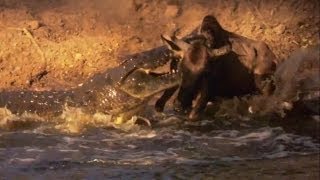 Crocodile Kills Wildebeest  Deadliest Showdowns  Earth Unplugged [upl. by Alysia917]