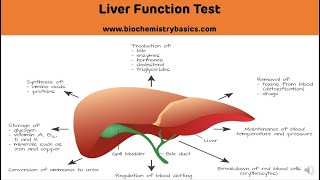 Liver Function Tests LFT With Clinical Interpretation  Liver Function Test Biochemistry [upl. by Dias674]