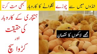 Dont Start Small Hatchery Business Ideas In Pakistan [upl. by Reivaz467]