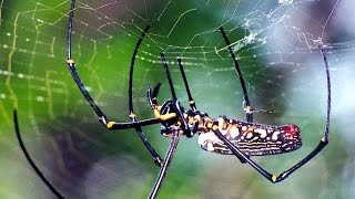 Giant Wood Spider Nephila maculata one of the biggest spiders in the world [upl. by Hpeseoj]