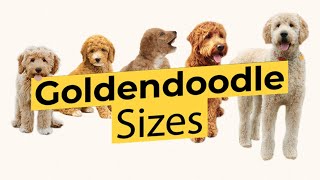 Which Goldendoodle Size 🐶 Mini 🐶 Medium 🐶 Standard 🐶 [upl. by Hicks]