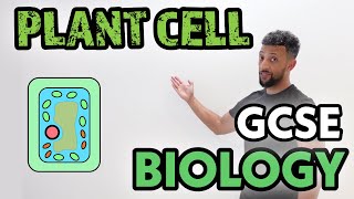 GCSE Biology  Plant Specialised Cells [upl. by Udenihc]