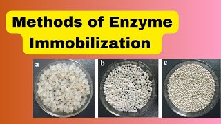 Immobilization of EnzymeImmobilization MethodsImmobilization Techniques [upl. by Arvell128]