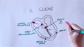 Accertamento inf co elettrocardiogramma [upl. by Larson]