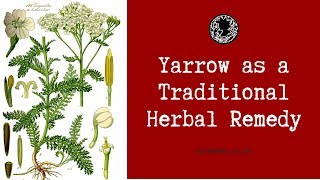 How to Use Yarrow As a Herbal Remedy and Medicine Achillea millefolium [upl. by Nirtak]