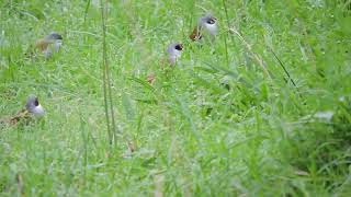 Swee Waxbill [upl. by Lamaj165]