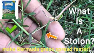 What is a stolon plus how to make Bermuda Lawn spread faster [upl. by Nial289]