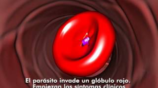 Ciclo de los Plasmodium Malaria [upl. by Nerrat]