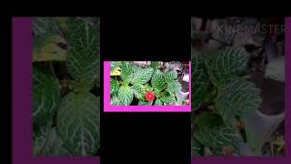 EPISCIA PLANT MALAYALAM [upl. by Leveroni]