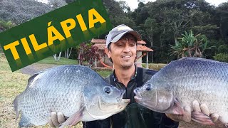 47 A Tilápia O Peixe mais cultivado no Brasil [upl. by Lamaaj]