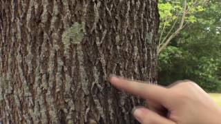 How to identify an ash tree [upl. by Yrol]