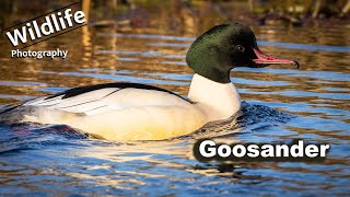 Nature Photography  Goosander Common Merganser  UK Wildlife 4K [upl. by Eyak]