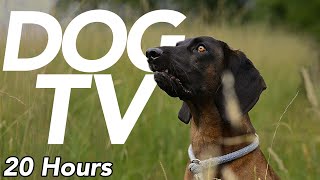 DOG TV  Stimulation Experience for Dogs  Virtual Dog Walk 20 Hours [upl. by Laughton]