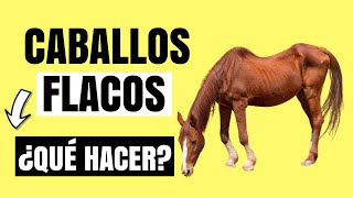 ¿Qué es un CABALLO FLACO ¿Qué hacer si tu caballo está delgado [upl. by Enitsirhk]