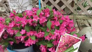 Sonic Bloom® Pink Weigela  wwwgardencrossingscom [upl. by Remmer]