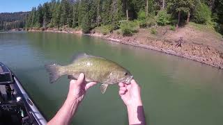 Dworshak Reservoir Bass 6 21 23 [upl. by Anaitak]