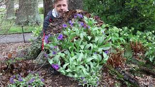 Lungwort Pulmonaria longifolia  Plant Identification [upl. by Oel]