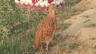 Gora Teetar aWaz  grey Francolin Bird sound [upl. by Eiten]