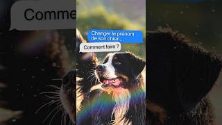 CHANGER le PRÉNOM de mon chien c’est possible [upl. by Oigolue]