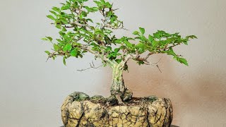 Bonsai Ulmus minor var [upl. by Goddart]