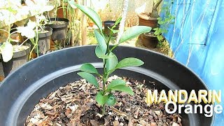 Growing MANDARIN from Seed [upl. by Seleta]