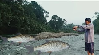 spot Rawai aku di bawah simpang air yang deras ikan nya berkumpul di sini [upl. by Rabelais]