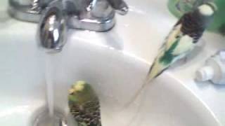 Parakeets Taking a Bath [upl. by Trotta]