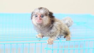 Cutest Smallest Marmoset Monkey ever [upl. by Adnarem]