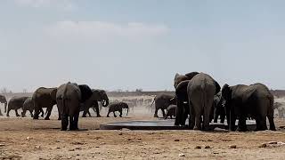 Okawao Waterhole in Etosha National Park Namibia [upl. by Yeo]