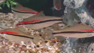 Redline torpedo barbs Denison barb Roselines up close in their 125 gallon tank [upl. by Aloeda995]