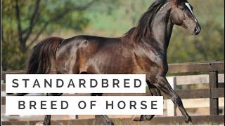 Standardbred  breed of horse [upl. by Schindler]