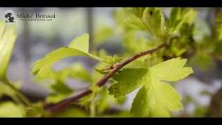 43 How to care for English Hawthorn Crataegus monogyna as Bonsai Trees [upl. by Fosdick]