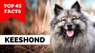 99 of Keeshond Owners Dont Know This [upl. by Topper]