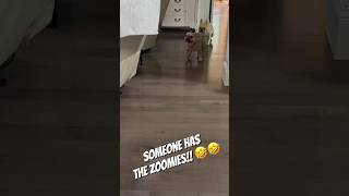 Whacko frenchie has the zoomies 🤣🤣 frenchiefun frenchielife frenchbulldog frenchies frenchie [upl. by Aennaej639]