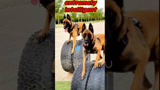 🔴quotIntelligent dog breedquot Belgian Malinoisdog germanshepherd dogtrainingbelgianmalinoistraining [upl. by Garnes]