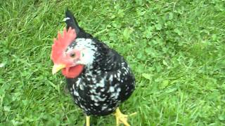 Ancona bantams roosters [upl. by Hittel]