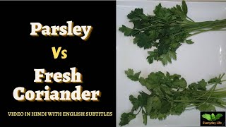 Parsley Vs Fresh Coriander  Flat Leaf Parsley Vs Dhania ke Patte  Everyday Life 234 [upl. by Lunette]