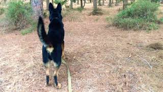 Bicolor German Shepherd  Working Line [upl. by Corena]