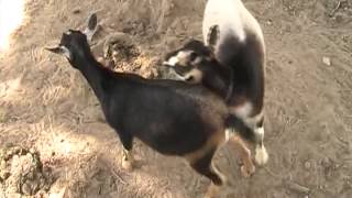 Goats Mating [upl. by Hamnet]