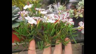 How to plant Oxalis Versicolor  Candy Cane Sorrel 我叫她冰淇淋花，很像吧！ 中国大妈在澳洲的田园生活和奇异人生 [upl. by Atnicaj]